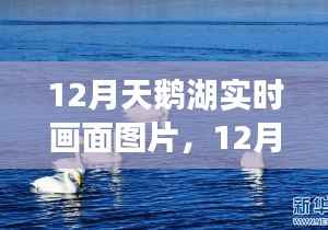 12月天鹅湖实时画面,静谧与美丽的邂逅
