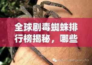 全球剧毒蜘蛛排行榜揭秘，哪些蜘蛛位列其中？