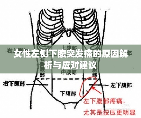 女性左侧下腹突发痛的原因解析与应对建议
